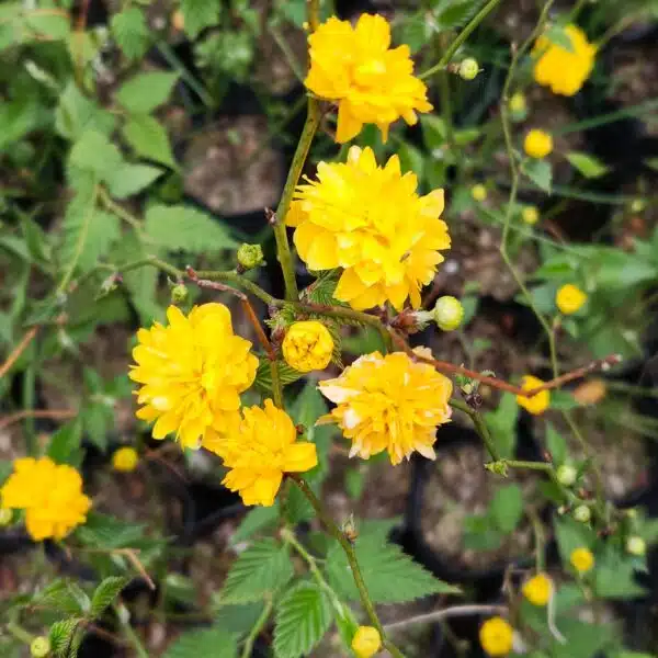 Kerria japonica 'Pleniflora' (Japanese Rose) - Image 4