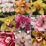 Cymbidium Orchid Plant Mixed Color