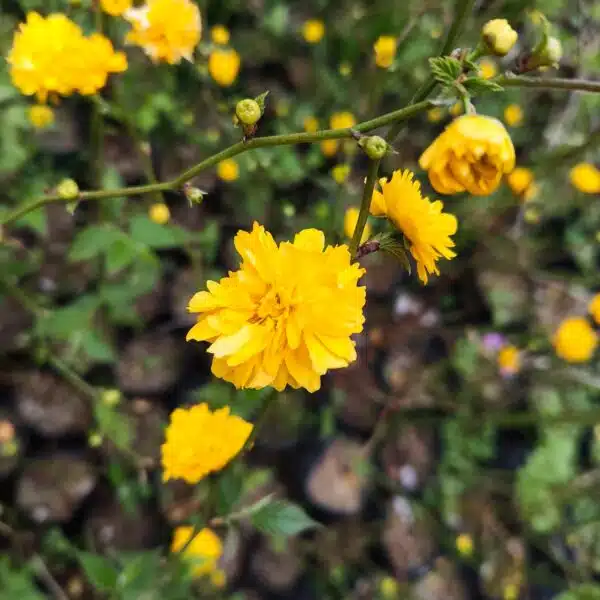 Kerria japonica 'Pleniflora' (Japanese Rose) - Image 6