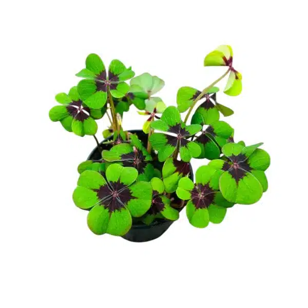Oxalis ‘Iron Cross’ bulb - Image 2