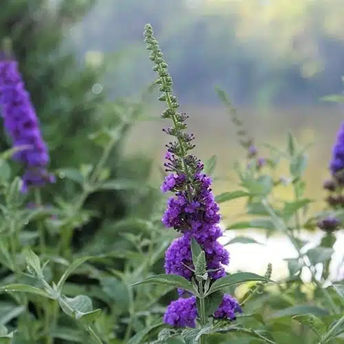 Butterfly Bush Miss Violet (Buddleia 'Miss Violet') - Image 8