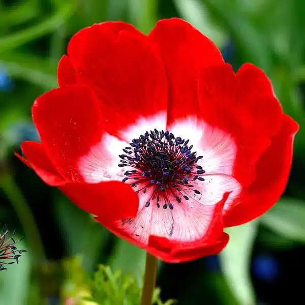 Anemone Red flower bulbs - Image 3