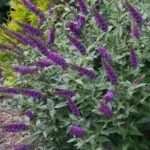 Buddleia 'Miss Violet' (Butterfly Bush Miss Violet)