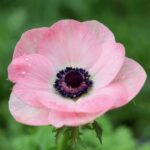 Anemone Pink flower bulbs