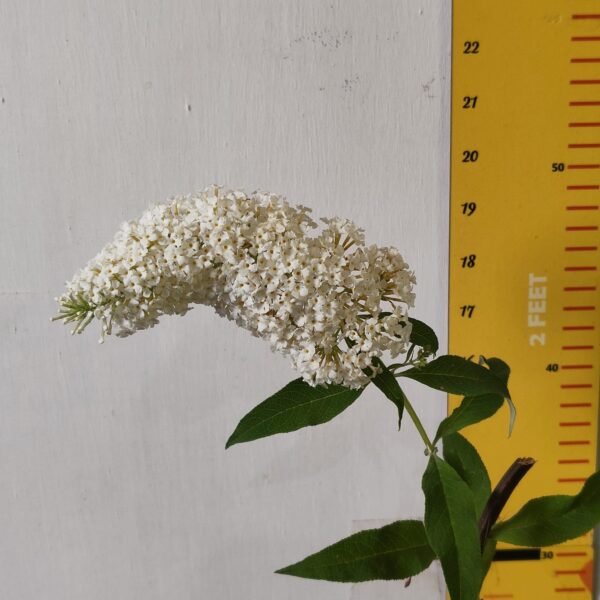 Butterfly bush (Buddleia) White Flower - Image 4