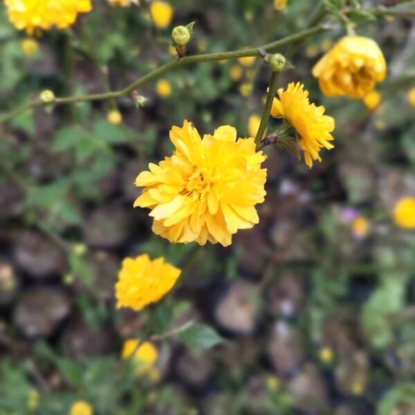 Kerria japonica 'Pleniflora' (Japanese Rose) - Image 5