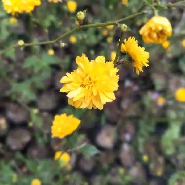 Kerria japonica 'Pleniflora' (Japanese Rose) - Image 5