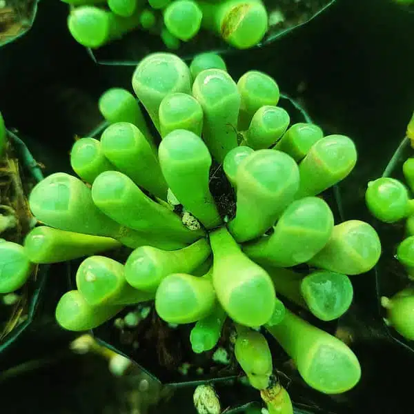Fenestraria rhopalophylla subs. aurantiaca - Image 3
