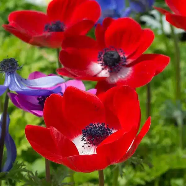 Anemone Red flower bulbs - Image 2