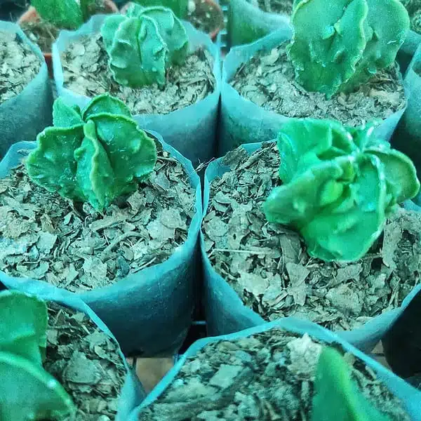 Astrophytum myriostigma nudum cv. Fukuryu - Image 2