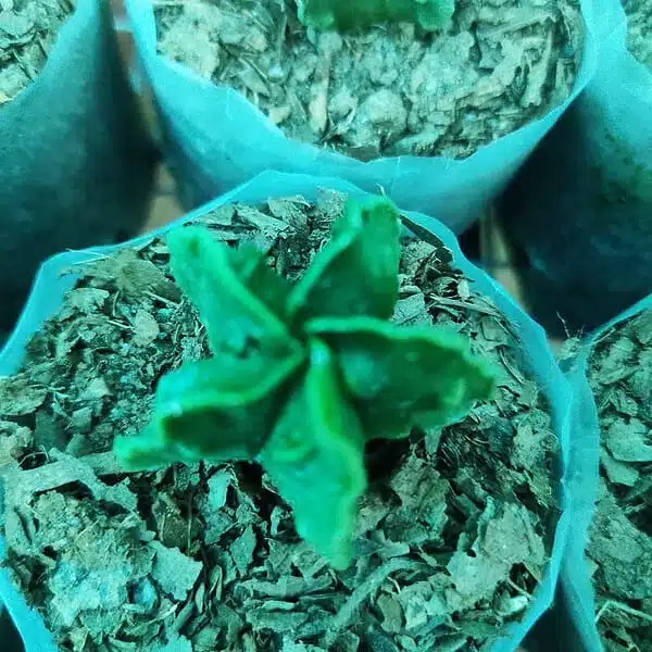 Astrophytum myriostigma nudum cv. Fukuryu - Image 3