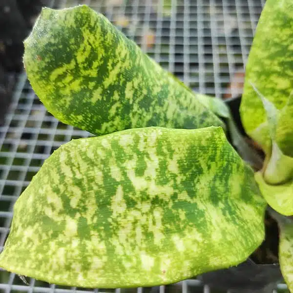 Cryptanthus Beuckeri - Image 4