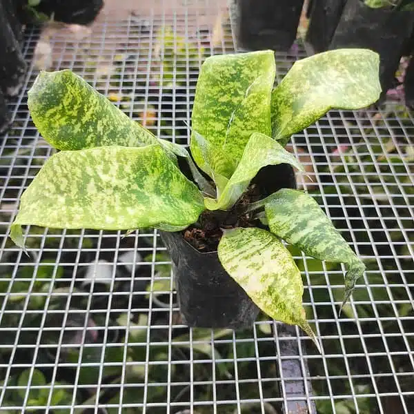 Cryptanthus Beuckeri - Image 6