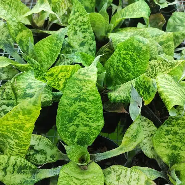 Cryptanthus Beuckeri - Image 3