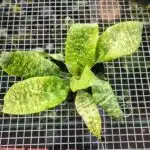 Cryptanthus Beuckeri