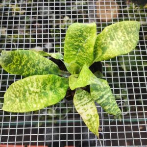 Cryptanthus Beuckeri