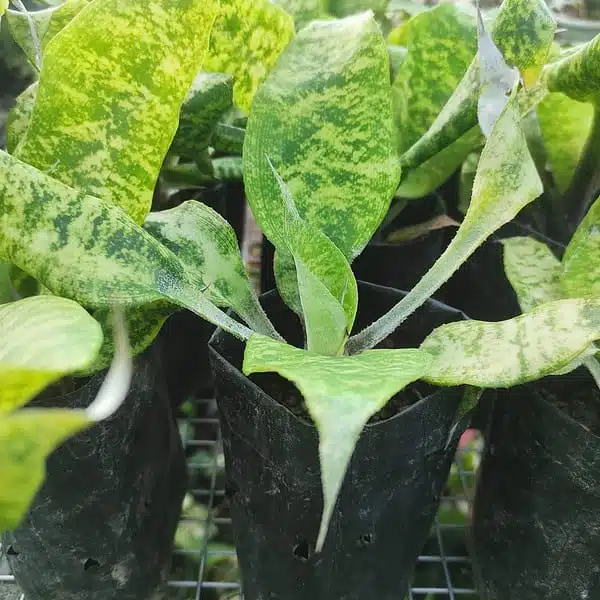 Cryptanthus Beuckeri - Image 2