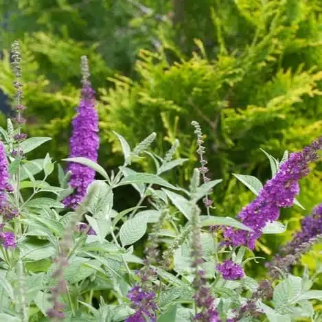 Butterfly Bush Miss Violet (Buddleia 'Miss Violet') - Image 7