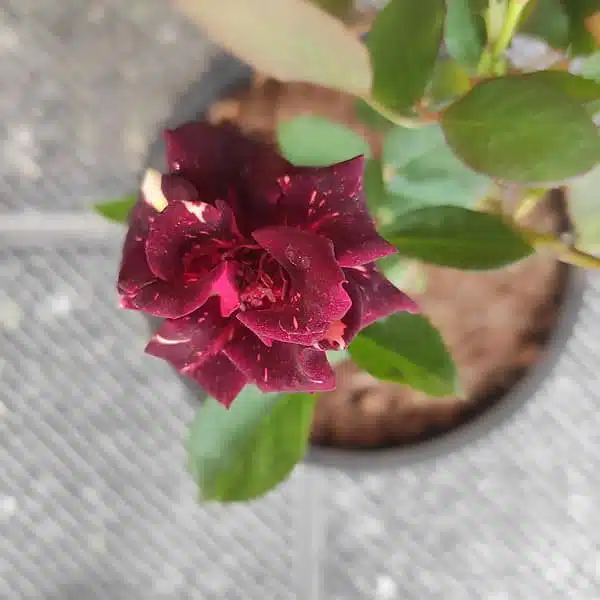 Abracadabra Rose Grafted - Image 2