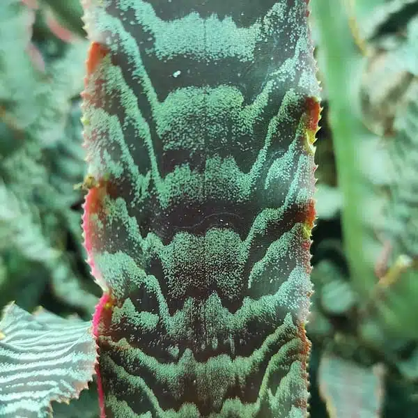 Cryptanthus zonatus "Thriller" - Image 2