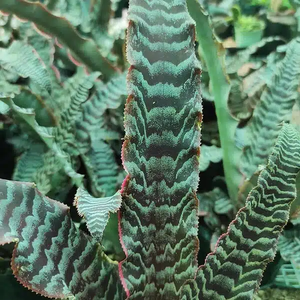 Cryptanthus zonatus "Thriller" - Image 3