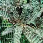Cryptanthus zonatus "Thriller"