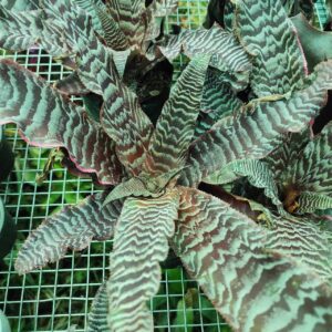 Cryptanthus zonatus “Thriller”