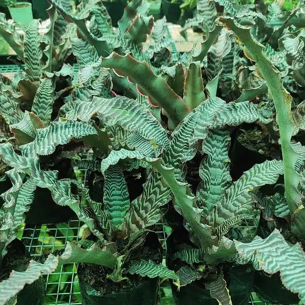 Cryptanthus zonatus "Thriller" - Image 5