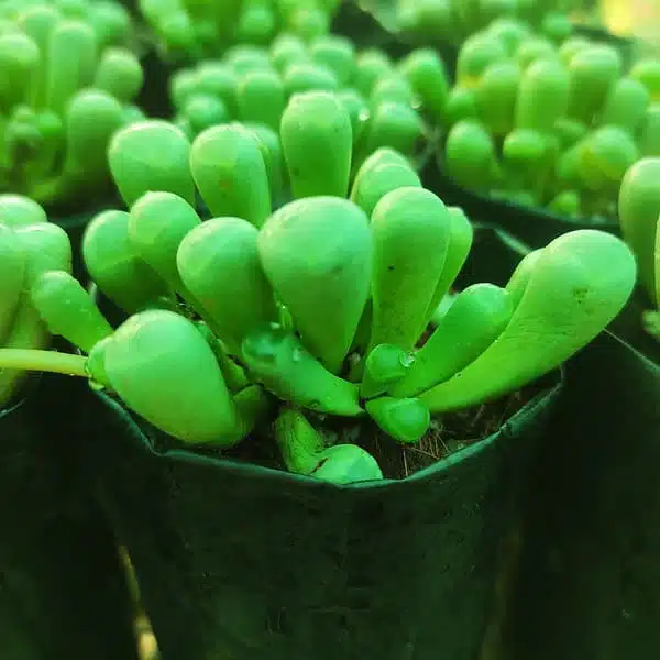 Fenestraria rhopalophylla subs. aurantiaca - Image 4