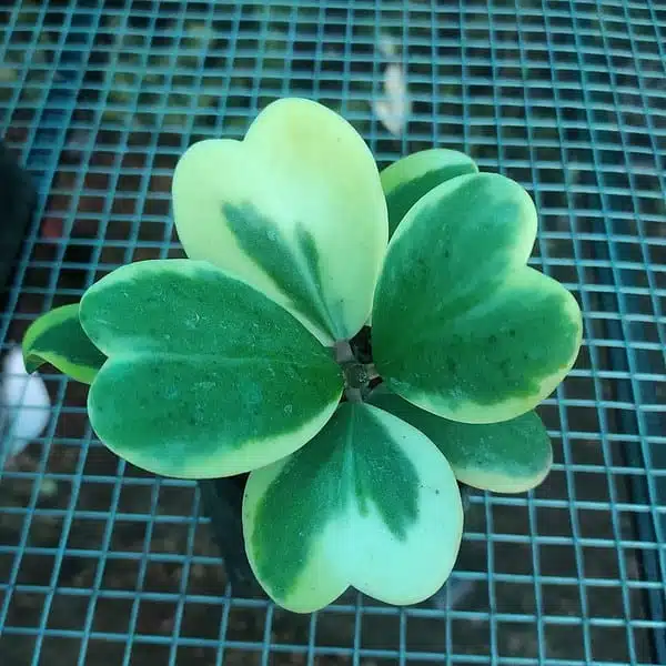 Hoya Heart (Kerrii) Variegated Multi Leaf - Image 2