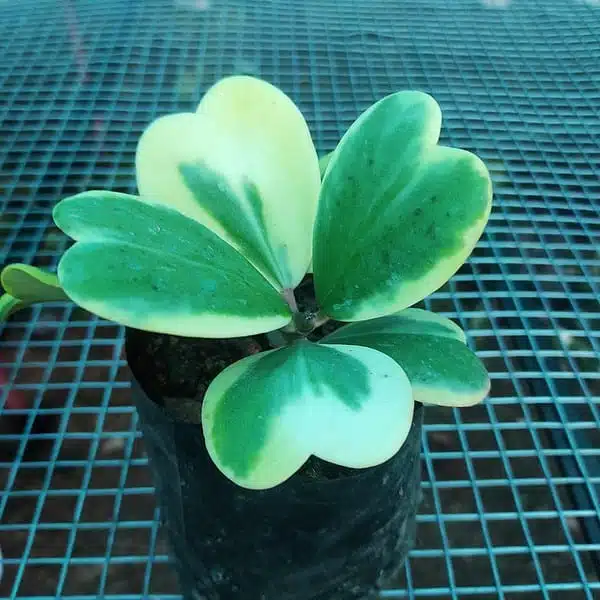 Hoya Heart (Kerrii) Variegated Multi Leaf - Image 3