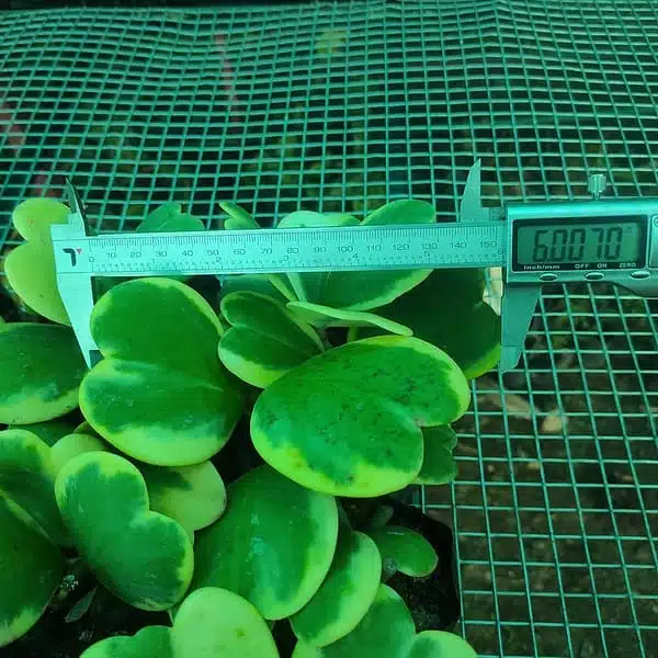 Hoya Heart (Kerrii) Variegated Multi Leaf - Image 4