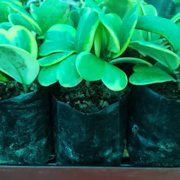 Hoya Heart (Kerrii) Variegated Multi Leaf - Image 5