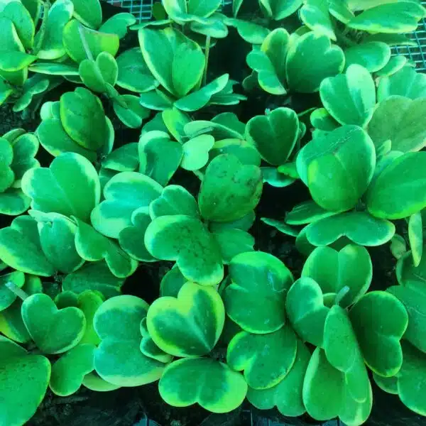 Hoya Heart (Kerrii) Variegated Multi Leaf - Image 6