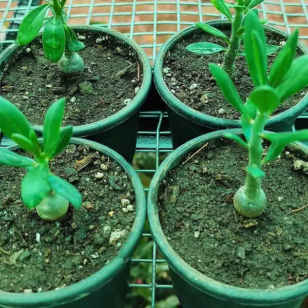 Pachypodium bispinosum - Image 4