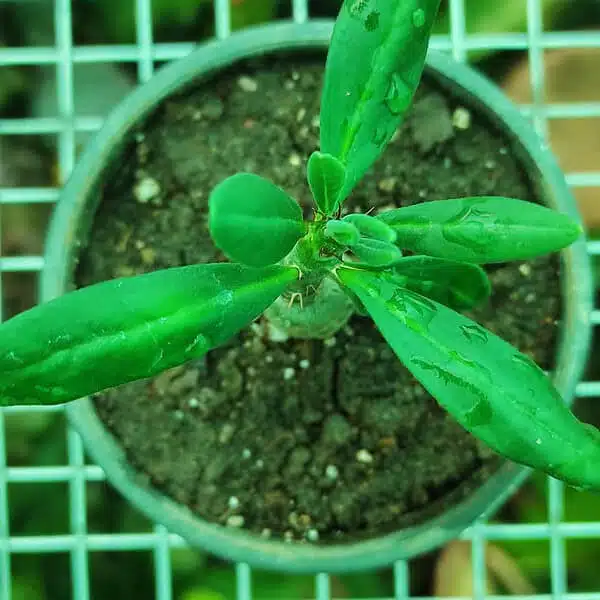 Pachypodium bispinosum - Image 3