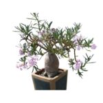 Pachypodium succulentum