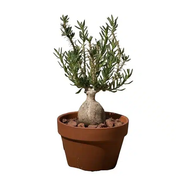 Pachypodium bispinosum - Image 5