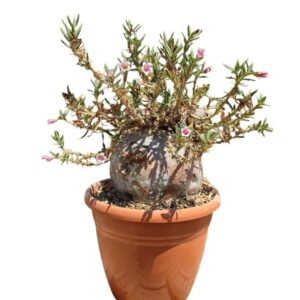 Pachypodium bispinosum
