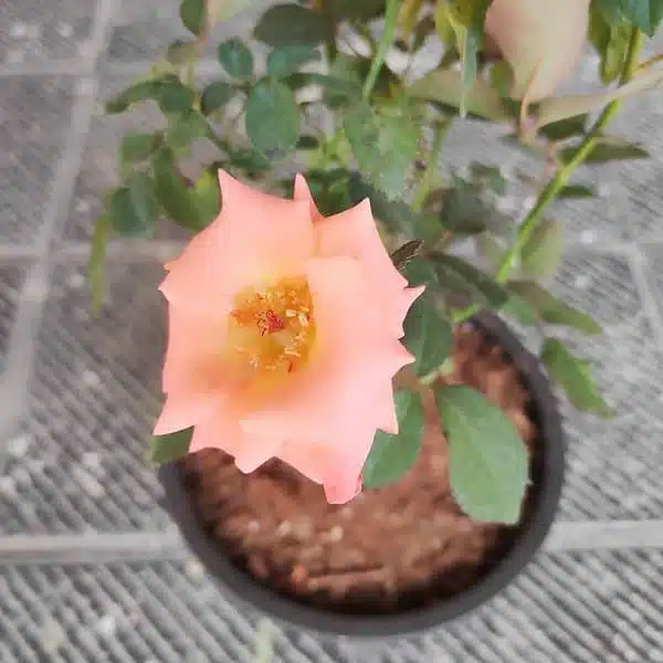 Baby Pink Rose Grafted Hybird - Image 4