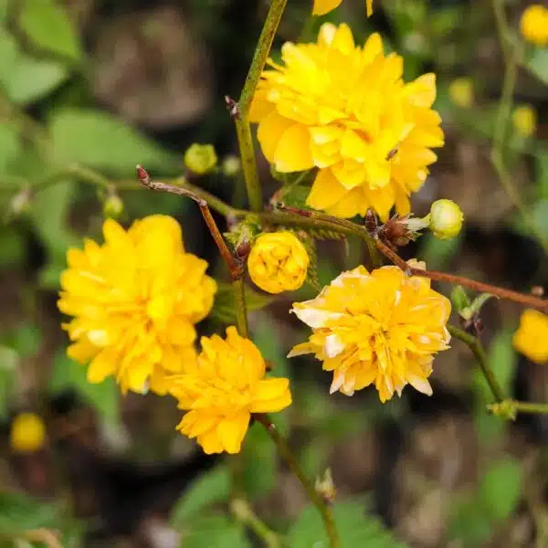 Kerria japonica 'Pleniflora' (Japanese Rose) - Image 3
