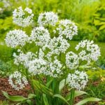 Allium Cowanii bulb