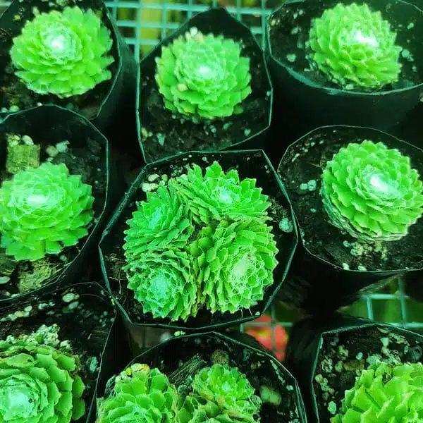 Cobweb Hens and Chicks - Sempervivum arachnoideum - Image 2