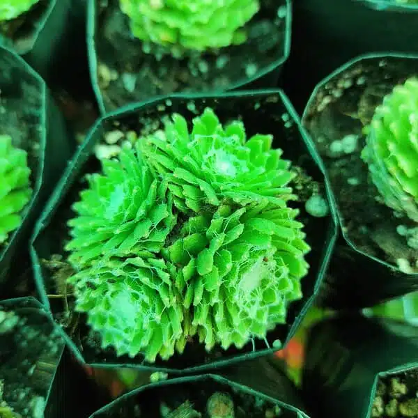 Cobweb Hens and Chicks - Sempervivum arachnoideum - Image 3
