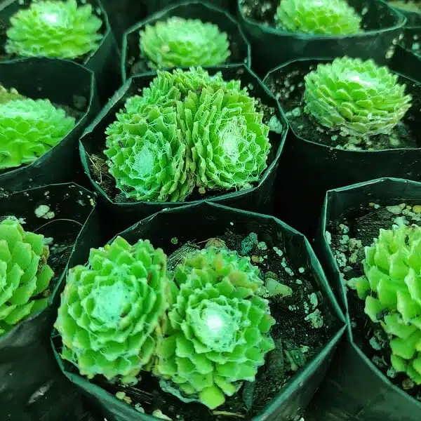 Cobweb Hens and Chicks - Sempervivum arachnoideum - Image 4