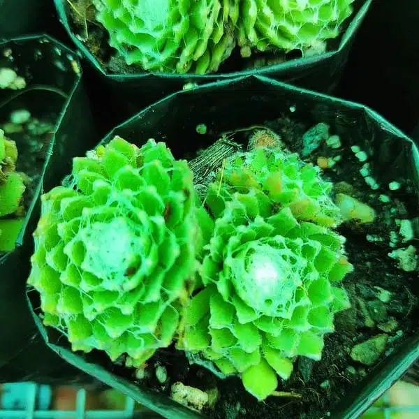 Cobweb Hens and Chicks - Sempervivum arachnoideum - Image 5