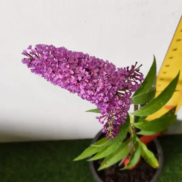 Butterfly Bush Miss Violet (Buddleia 'Miss Violet') - Image 5