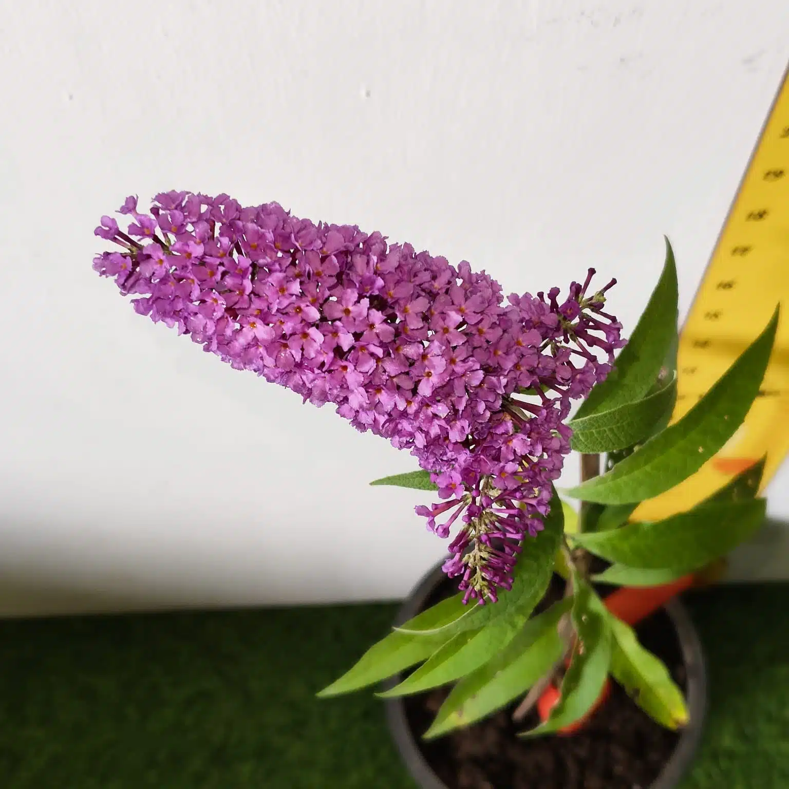 Butterfly Bush Miss Violet (Buddleia 'Miss Violet') - Image 5