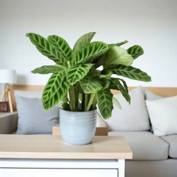 Zebra Prayer Plant (Goeppertia zebrina) - Image 4