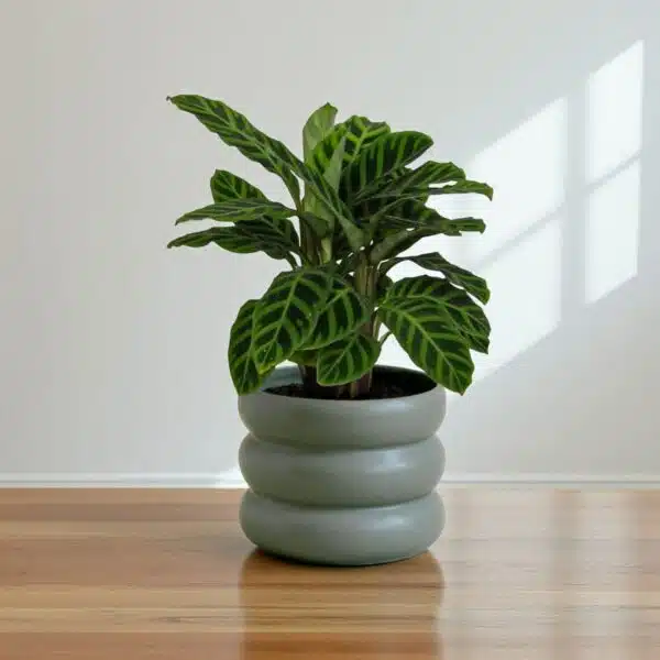 Zebra Prayer Plant (Goeppertia zebrina) - Image 3